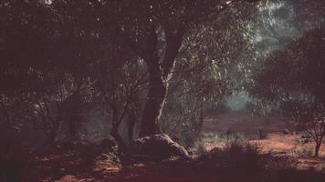 Coastal vegetation with trees and shrubs photo