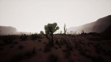 Sunset view of the Arizona desert with Saguaro cacti and mountains photo