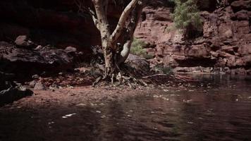 Reflection in Colorado River of Butte catching days last rays, in Grand Canyon. photo