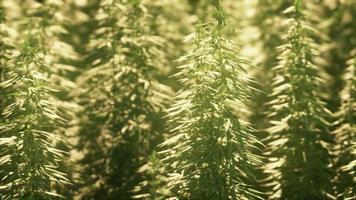 legal hemp field used for textiles in france photo