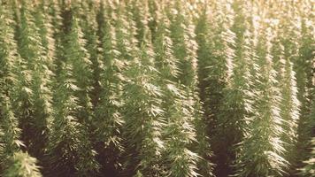 legal hemp field used for textiles in france photo