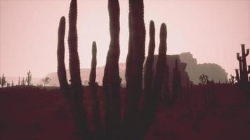 noche en el parque nacional saguaro en el desierto de arizona foto