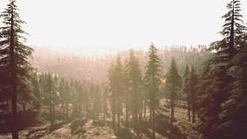 Misty mountain forest landscape in the morning photo