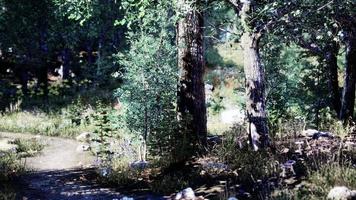 camino forestal a través de un bosque verde de verano en el norte de suecia foto