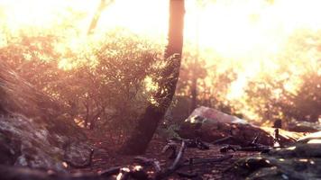 Rays of the sun through palm leaves photo