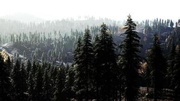 paisaje de bosque de montaña brumoso en la mañana foto