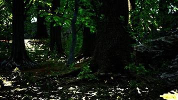 Roots of an old tree overgrown with moss photo