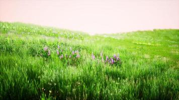 paisaje toscano con hermosas colinas verdes primavera foto