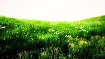 Landscape view of green grass on slope photo