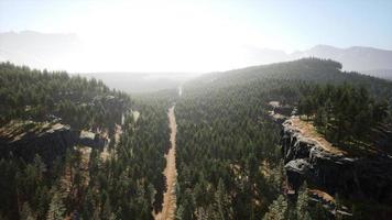 Green pine forest in the mountains photo