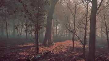 Forest of trees with dirt floor in the morning photo