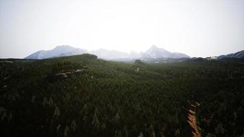 Green pine forest in the mountains photo