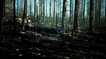 el incendio forestal y el árbol caído se queman en el suelo con mucho humo foto