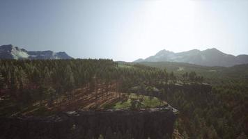 bosque de abetos en un día de niebla foto