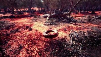 life ring buoy in desert beach photo