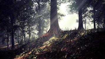 Rays of sunlight and Green Forest photo