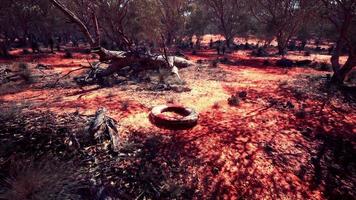 life ring buoy in desert beach photo