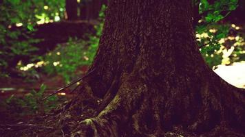 tree roots with green moss at spring photo