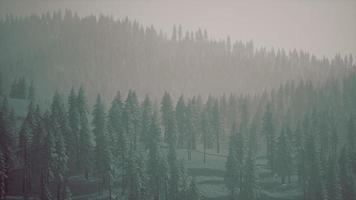 Misty foggy mountain landscape with fir forest photo