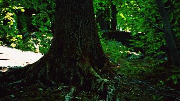 Large and long tree roots with moss photo