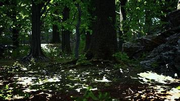 Large and long tree roots with moss photo