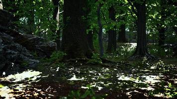 raíces de árboles con musgo verde en primavera foto