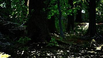 raíz cubierta de musgo en un bosque oscuro foto
