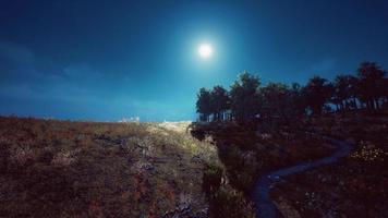 Tree Forrest in the Mountains photo