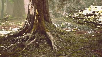 Roots of an old tree overgrown with moss photo