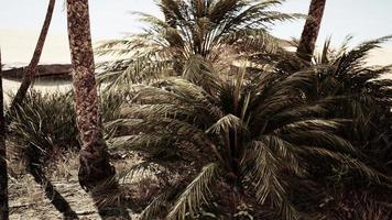 paisaje de oasis con palmeras foto