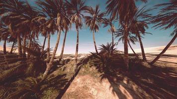 Date palm plantation at sunset photo