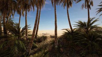 oasis de palmeras en el desierto foto