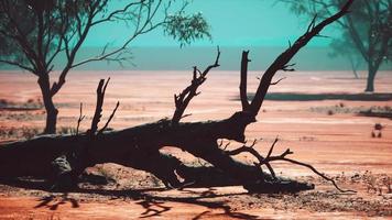 Large Acacia trees in the open savanna plains of Namibia photo