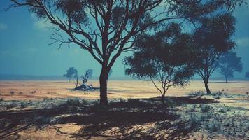 african landscape with a acacia trees photo