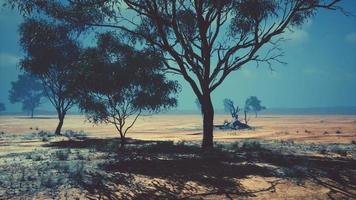 Large Acacia trees in the open savanna plains of Namibia photo