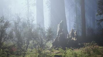 Huge redwoods located at the Sequoia National Park photo