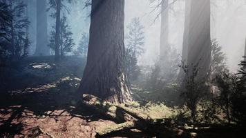 secuoyas gigantes en el bosque gigante del parque nacional de secuoyas foto