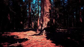 Classic view of famous giant sequoia trees photo