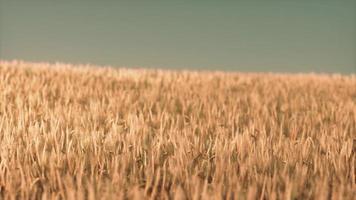 campo de trigo agrícola bajo la puesta de sol foto