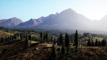 spruce and pine trees and mountains of Colorado photo