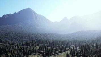 spruce and pine trees and mountains of Colorado photo