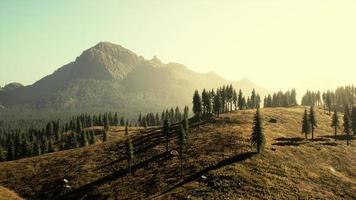 hermosa vista a la montaña con bosque de pinos foto
