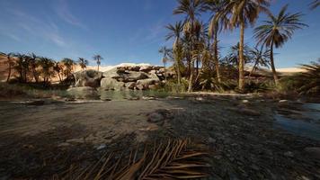 desert oasis lake pond with palm trees photo