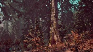 View in to tall pine trees on a summers day photo