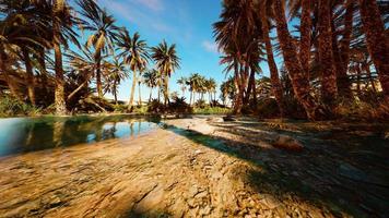 Fantasy pond oasis in a palm forest photo