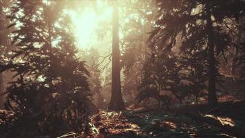 View in to tall pine trees on a summers day photo