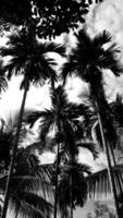 black-white picture vertically, betel nut trees dark sky above view high coconut tree, landscape natural background around countryside area. Thailand photo