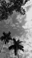 black-white picture vertically, betel nut trees dark sky above view high coconut tree, landscape natural background around countryside area. Thailand photo