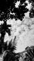 black-white picture vertically, betel nut dark sky above top view high coconut tree, landscape natural background around countryside area. Thailand photo