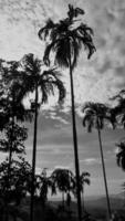black-white picture vertically, betel nut dark sky above view high coconut tree, landscape mountain background around countryside area. Thailand. photo